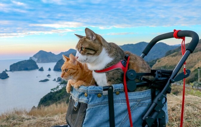 Japanese Traveling Cats