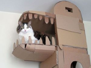 Look for your cat's grace with cardboard