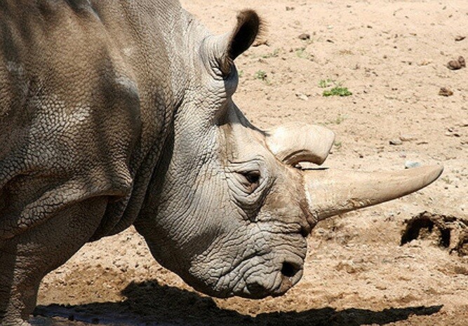 Hope for the Broad Rhinoceros