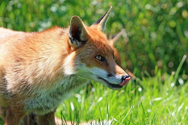 The fox is due to its gentleness in its gene