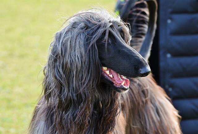 A dog is hidden behind a well-groomed fur