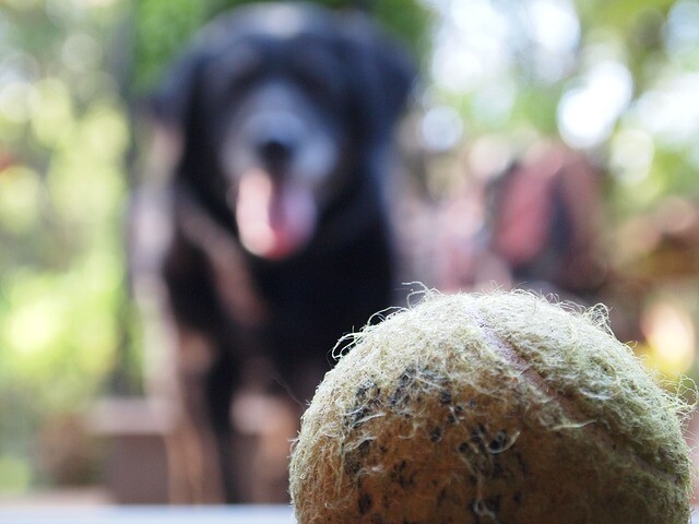Dogs were reintroduced as ball-bearers