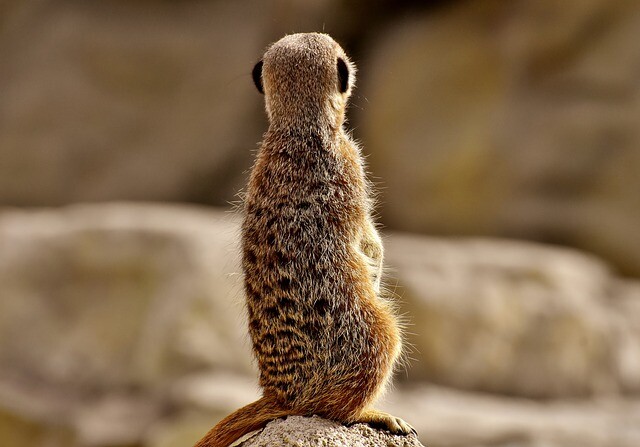 Even before the demonstration, the meerkat disappeared, but it did