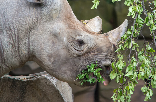 Five narrow-mouthed rhinos will get Rwanda