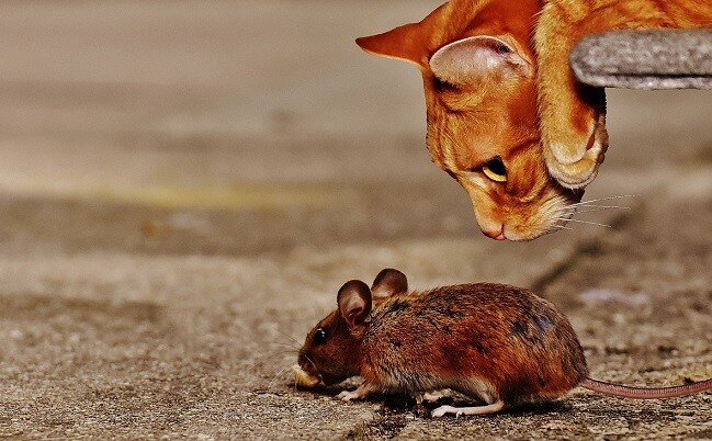 What should a cat do? Of course it's a mouse