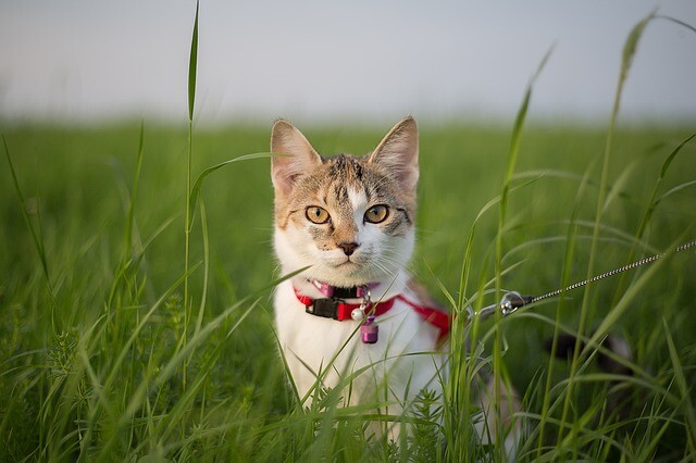 Leash, harness on the cat