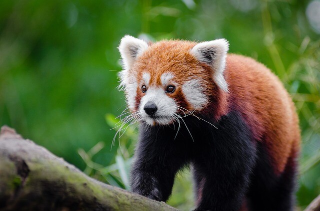 Looking for a red pandat