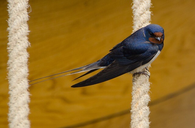We need our swallows, we protect them