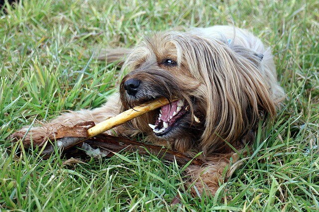 The dog disease, gum disease is a serious problem