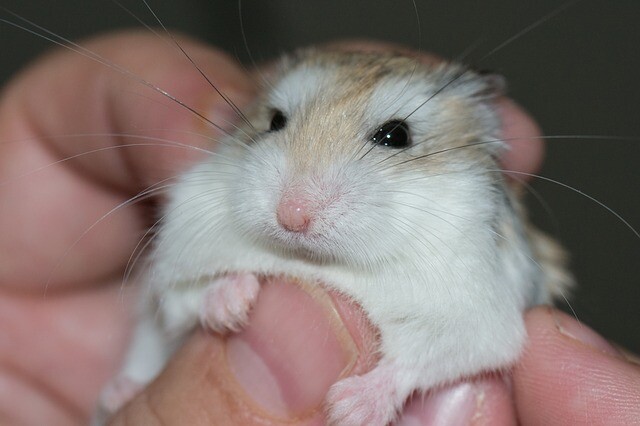 An antidote to a biting hamster