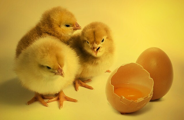 Surviving eggs - celebs are born