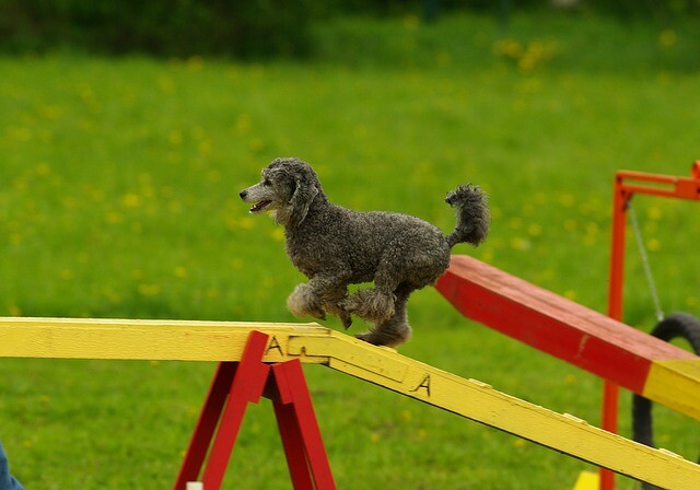 It was a great success for the agility competition