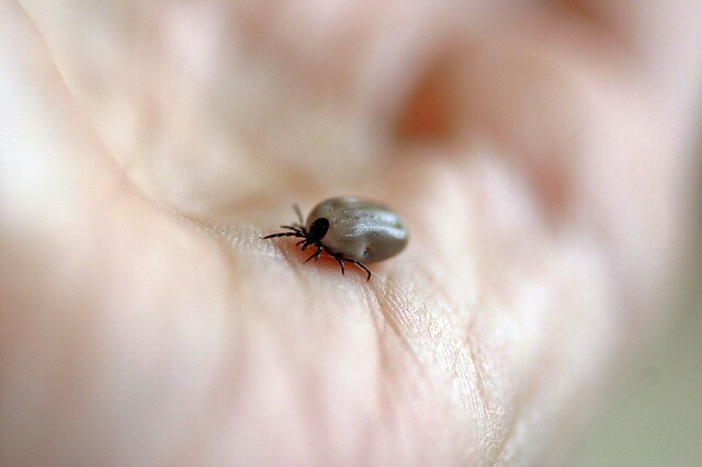 What to know about ticks