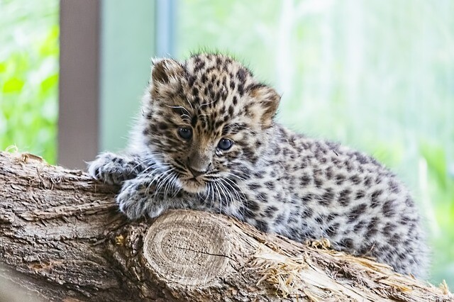 The number of the leopard family has already swelled to four