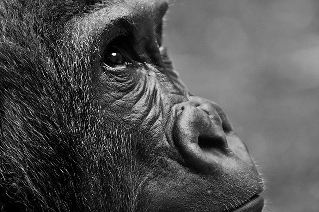 Cataract made the gorilla's life bitter