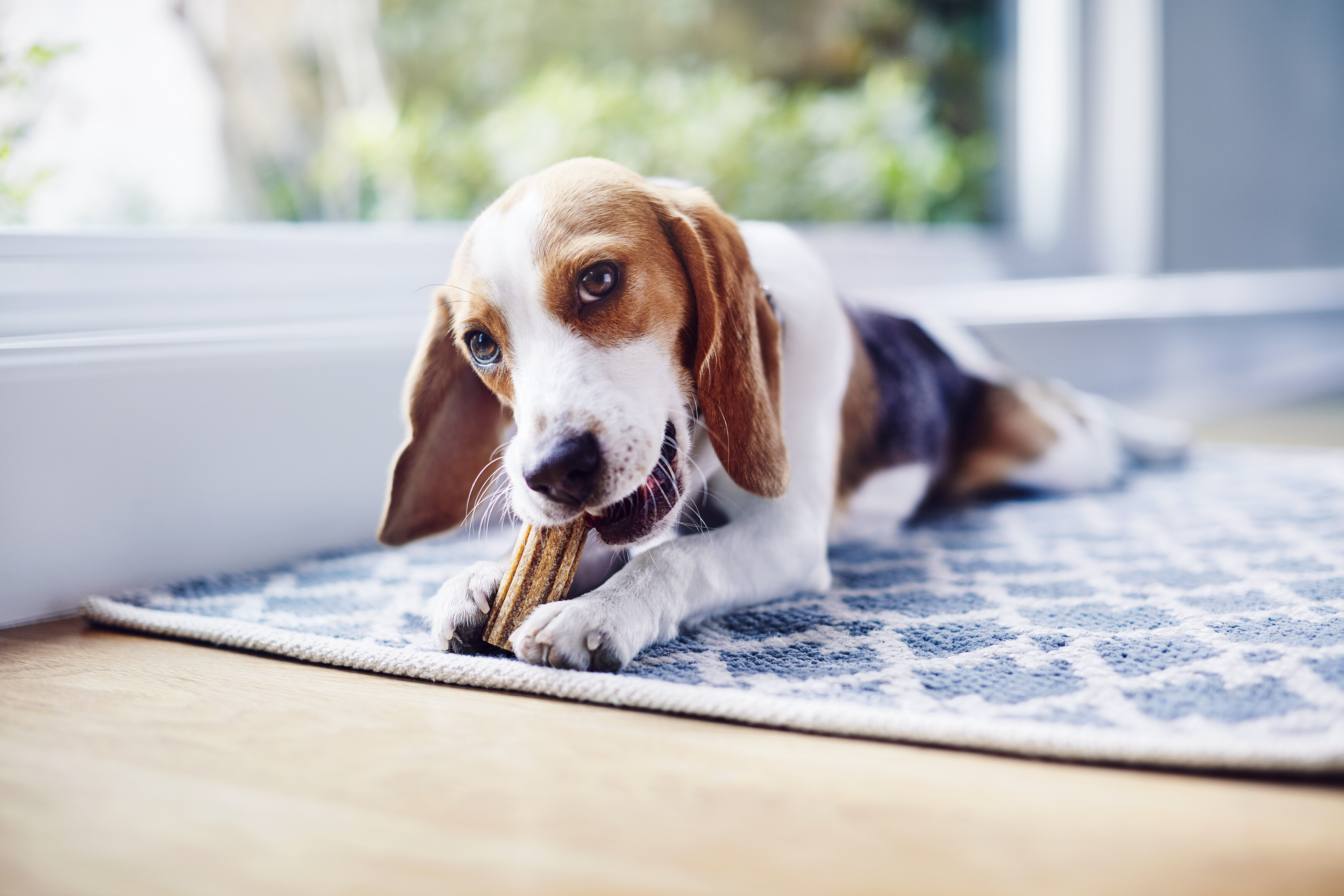 Handle Oral Hygiene Problems to Keep Your Dog Happy and Healthy!