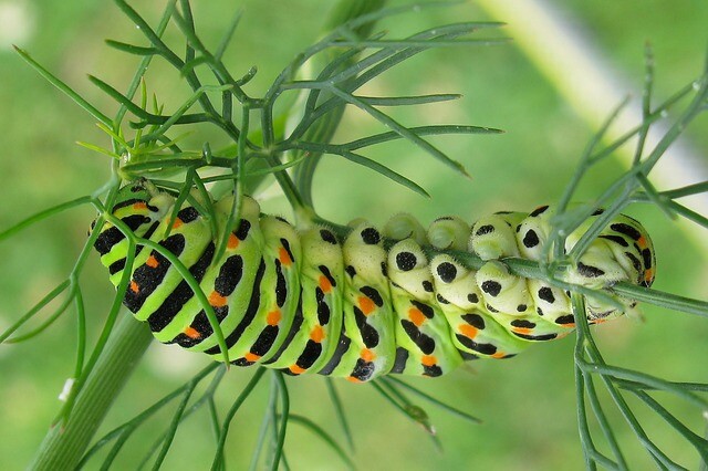 Caterpillar as a pet