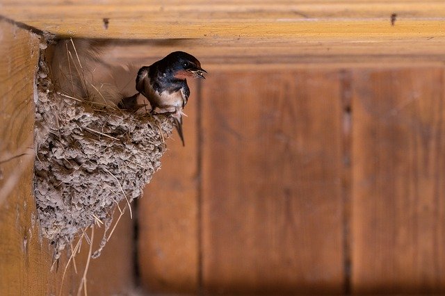 One or two swallows are not doing summer, we are waiting for the others