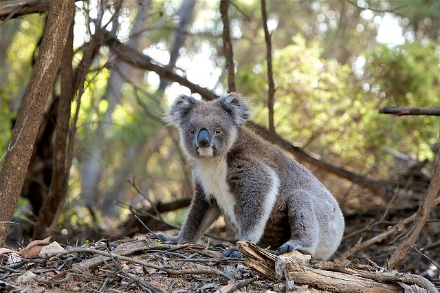 Search dogs for koalas