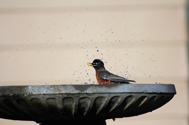 Did you consciously feed the birds? Drink now