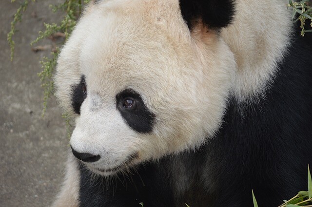 The panda longed for freedom