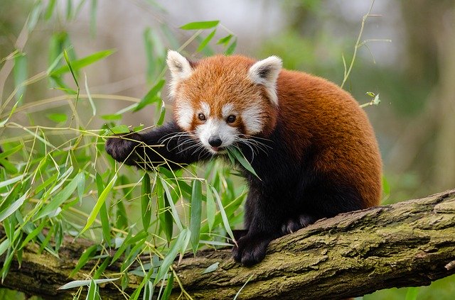 Scatter the signs on the red pandas