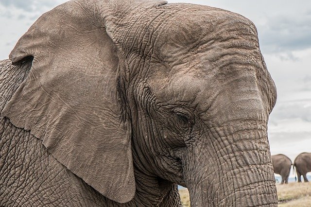 Bacteria caused the deaths of the elephants