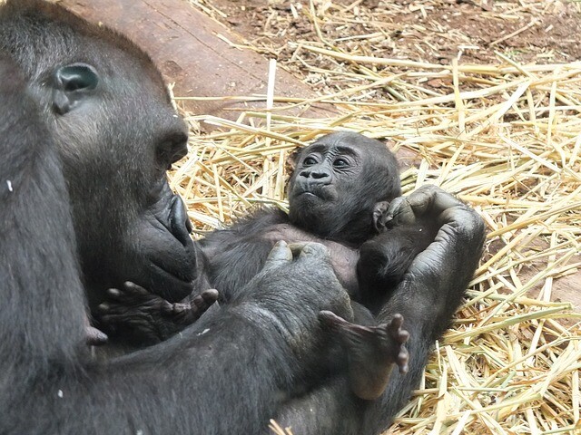 The gorillas are parents