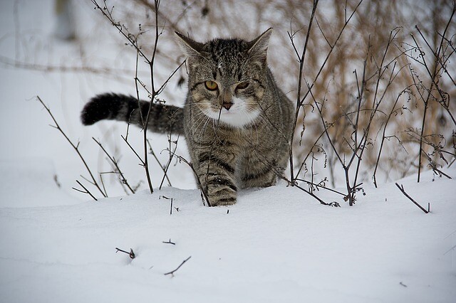 Snow covered the cat