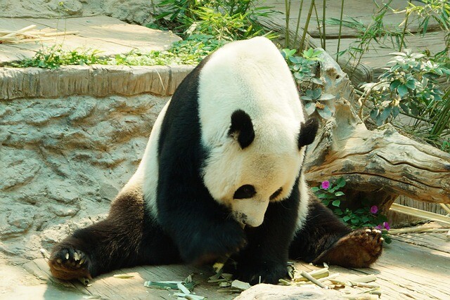 Huge news from giant pandas