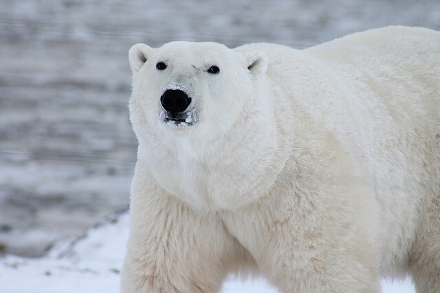 There are fewer and fewer polar bears