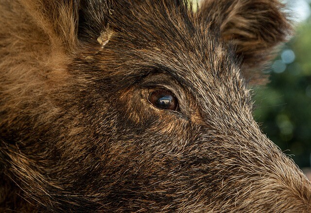 The overly curious wild boar had a watery experience