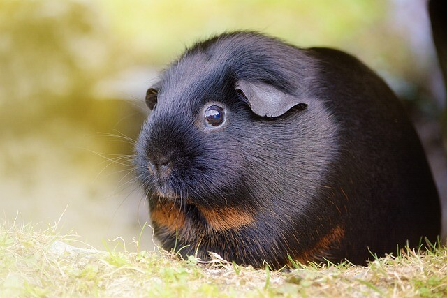 He's not bald, but his hair is falling out. What's wrong with my guinea pig?
