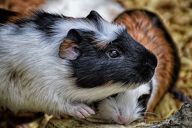 How to take care of your guinea pig!