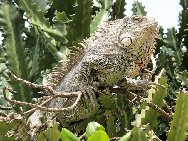 Instead of fruit, iguanas fall from trees