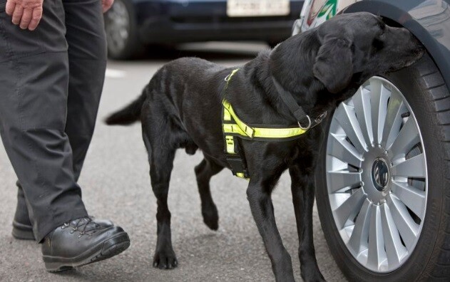 The drug-seeking dog sniffed the drug