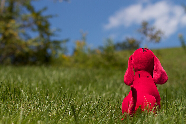 A dog puppy in red