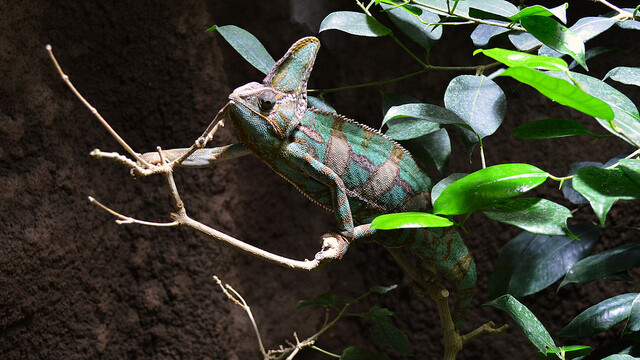 An escaped chameleon was saved in Zuglo