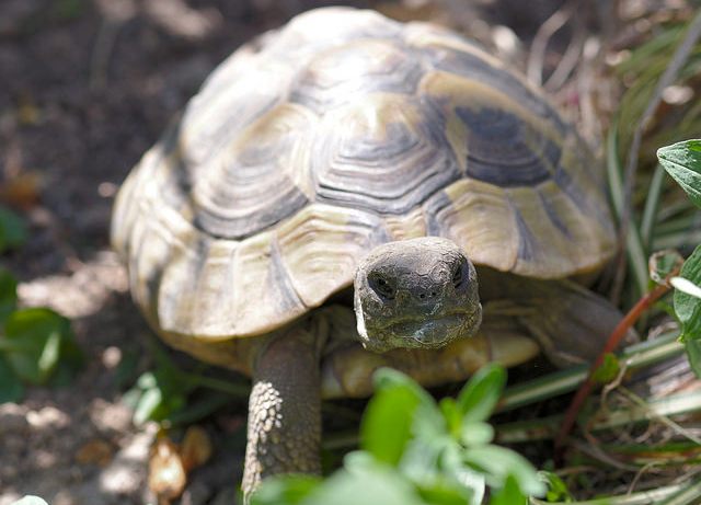 A huge theft, nearly sixty turtles disappeared