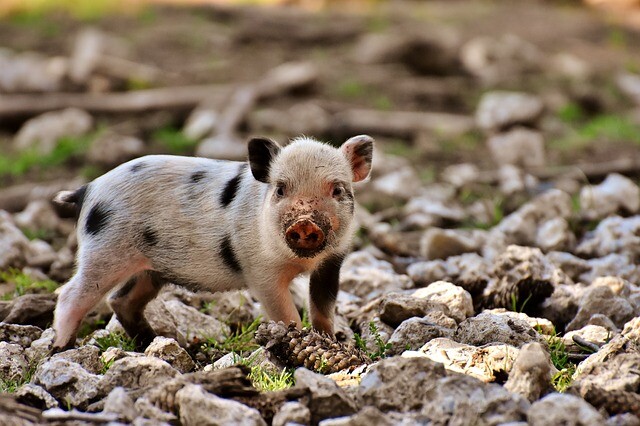 Agility pig in the field