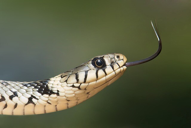 Fear of a snake is not only characteristic of humans