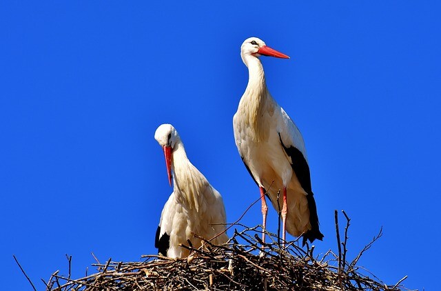 Watching storks can be a task for everyone