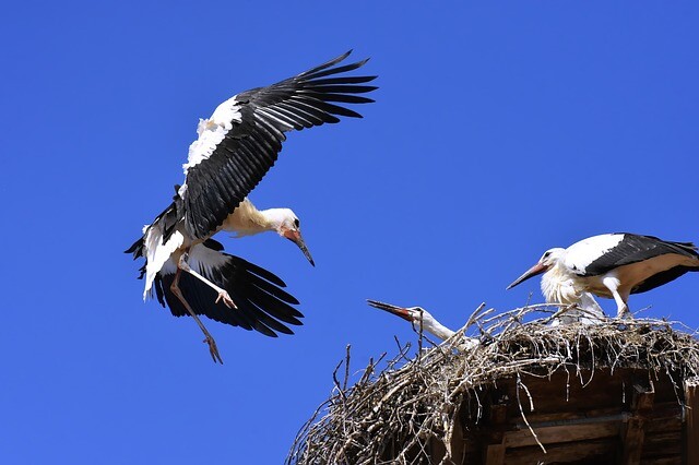 The stork nest was clenched, but it survived