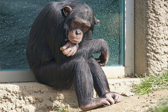 The chimpanzee showed a completely different side