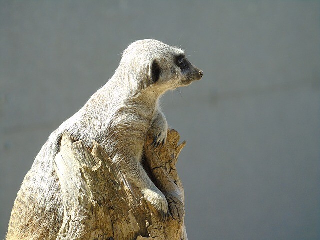 Have fun with the meerkat