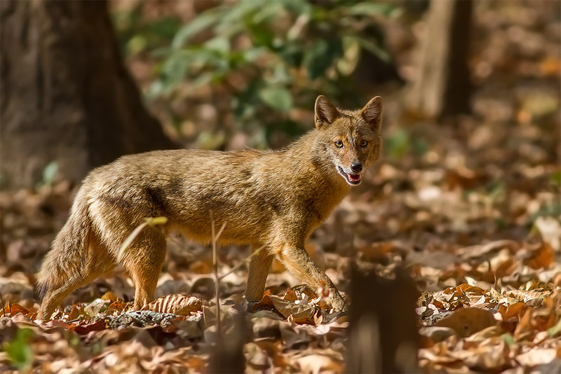 the-jackals-are-covering-our-country-everything-about-pet