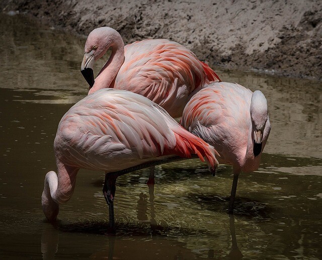 Flamingo bang