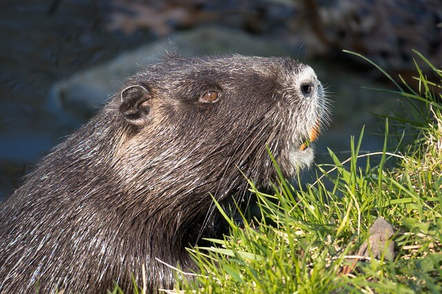 A beaver that is nutria