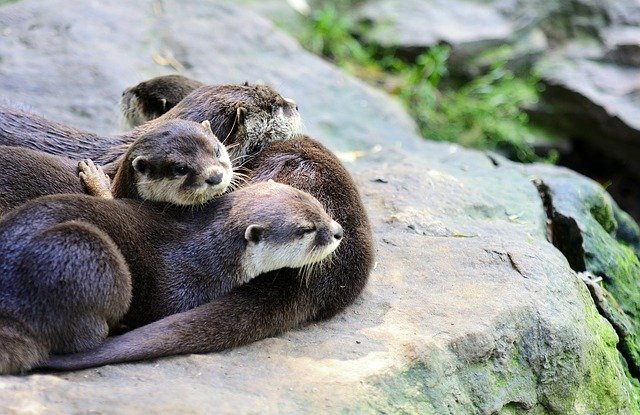 Sweethearts hidden in otter skin