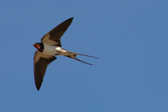 The swallows also got wings